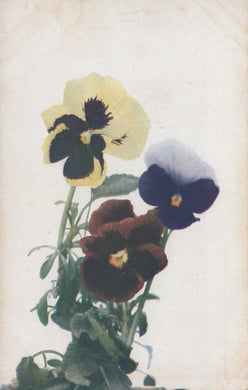 Nature Postcard - Flowers - Pansies - Mo’s Postcards 
