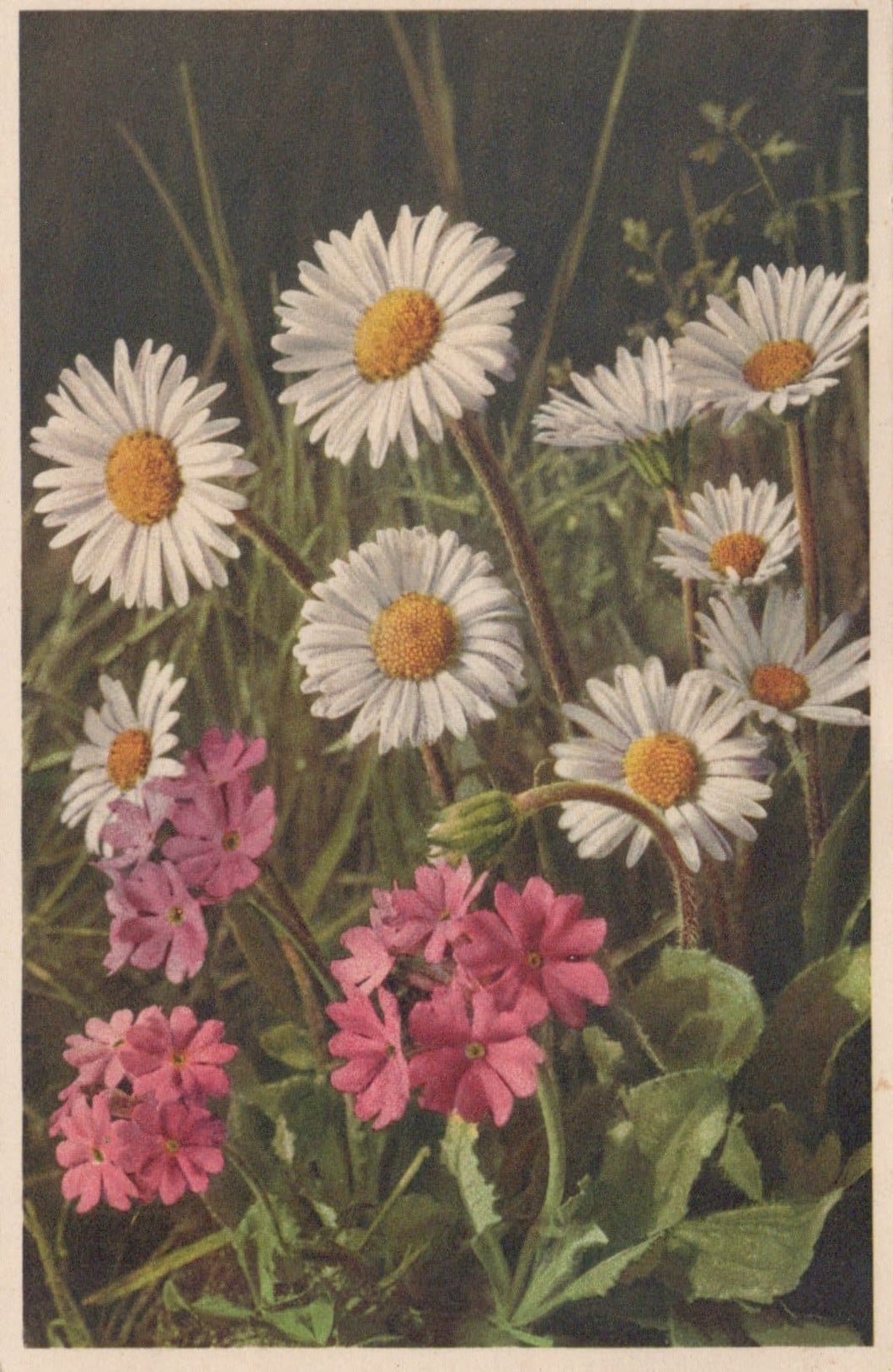 Nature Postcard - Flowers - Primula Farinosa - Mehlprimel - Mo’s Postcards 
