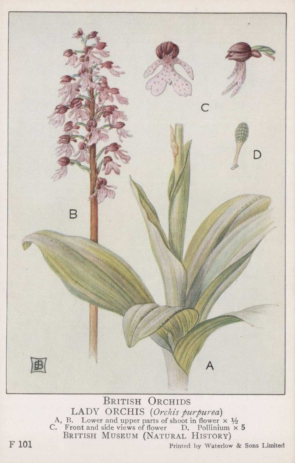 British Museum Postcard - British Orchids - Lady Orchis - Mo’s Postcards 