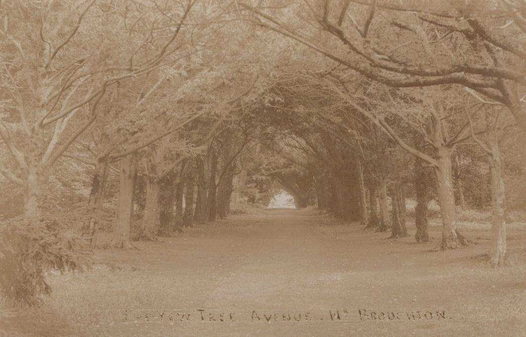 Hampshire Postcard - The Yew Tree Avenue, Near Broughton - Mo’s Postcards 