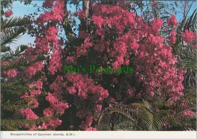 Bougainvillea of Cayman Islands, BWI