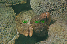 Load image into Gallery viewer, Fish Postcard - Goldentail Morays
