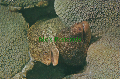 Fish Postcard - Goldentail Morays