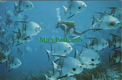 Fish Postcard - Curious Spadefish