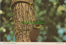 Load image into Gallery viewer, Birds Postcard - Sugar Eating Bananaquit
