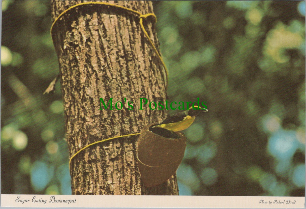 Birds Postcard - Sugar Eating Bananaquit