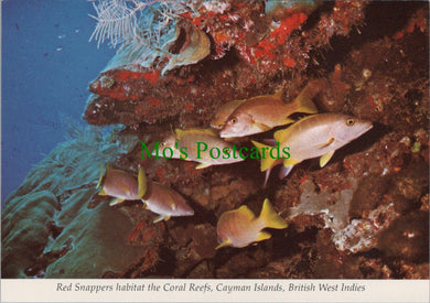 Fish Postcard - Red Snappers