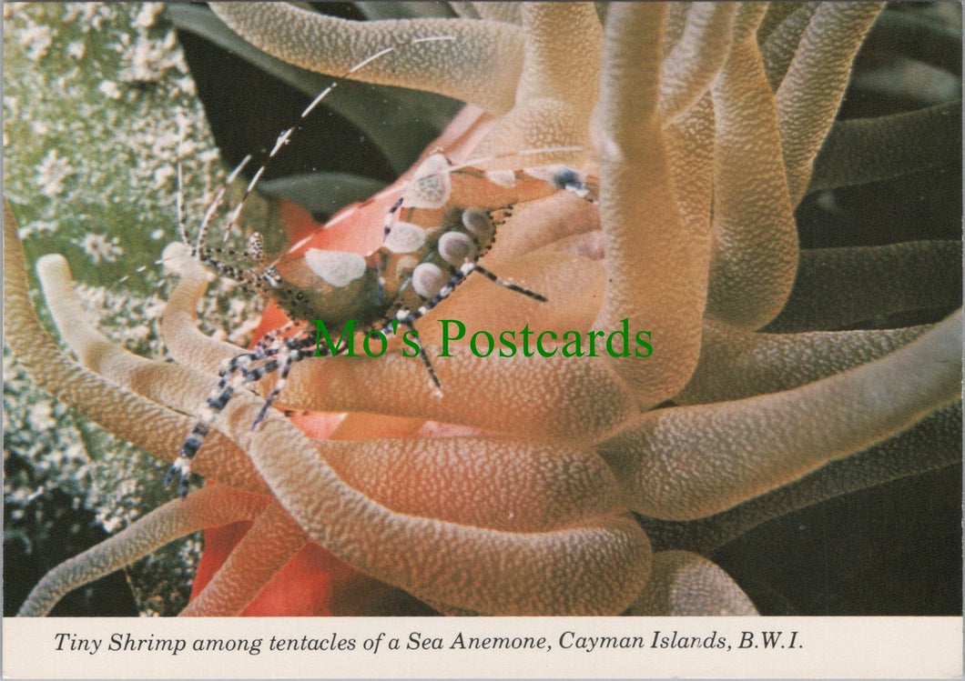 Tiny Shrimp, Sea Anemone, Cayman Islands