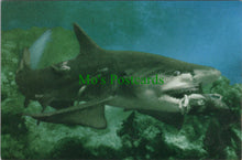 Load image into Gallery viewer, Animals Postcard, Lemon Shark
