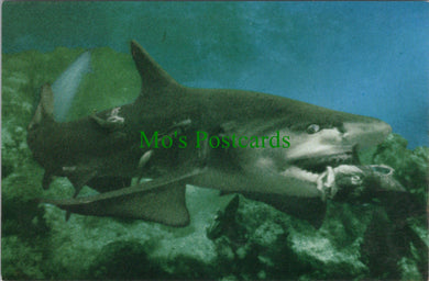 Animals Postcard, Lemon Shark