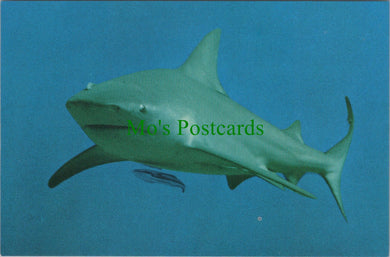 Animals Postcard, The Bull Shark