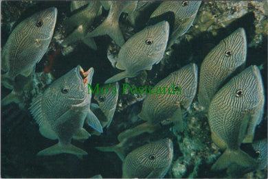 Animals Postcard, White Grunt Fish