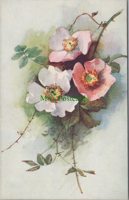 Nature Postcard, Flowers, Wild Roses