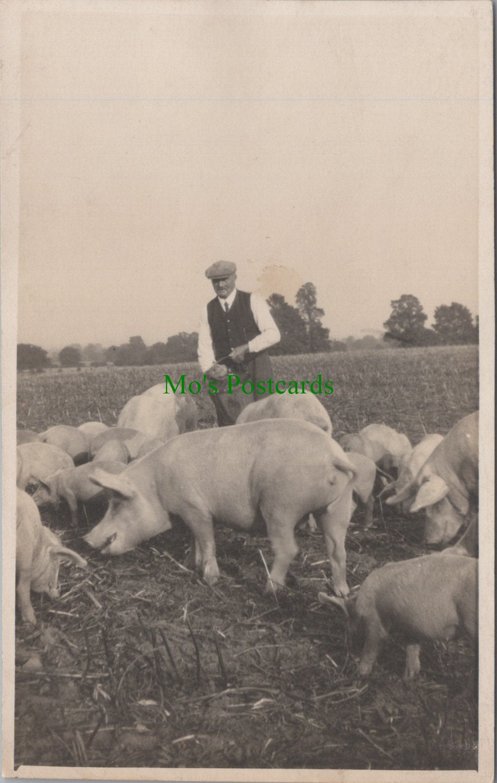 Farming - Pigs and Pig Farming