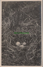 Load image into Gallery viewer, Bird Postcard - Birds Nest With Eggs
