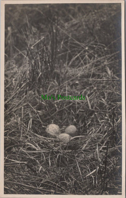 Bird Postcard - Birds Nest With Eggs