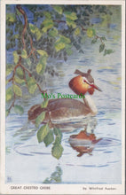 Load image into Gallery viewer, Bird Postcard - Great Crested Grebe
