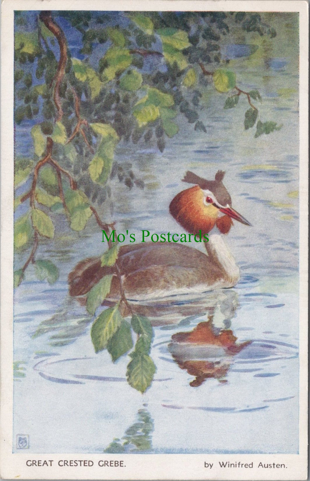 Bird Postcard - Great Crested Grebe