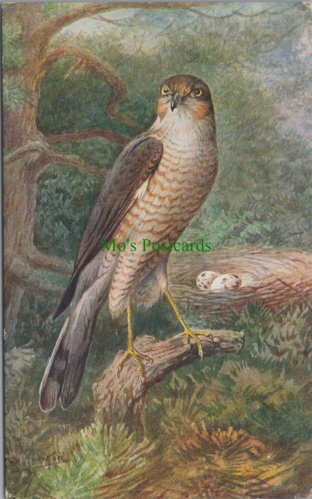 Bird Postcard - Sparrow Hawk