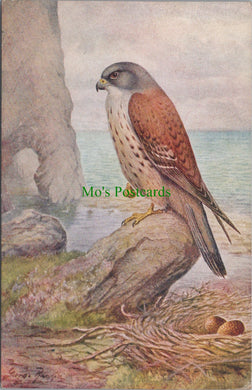 Bird Postcard - A Kestrel