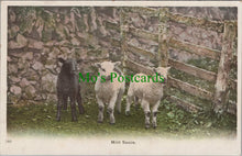 Load image into Gallery viewer, Animals Postcard - Sheep, Lambs - Mint Sauce
