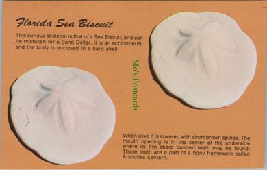 Nature Postcard - Florida Sea Biscuit