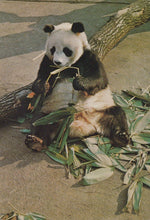 Load image into Gallery viewer, Animals Postcard - Mammals - Giant Panda - Mo’s Postcards 
