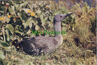 Birds Postcard - Red Throated Diver