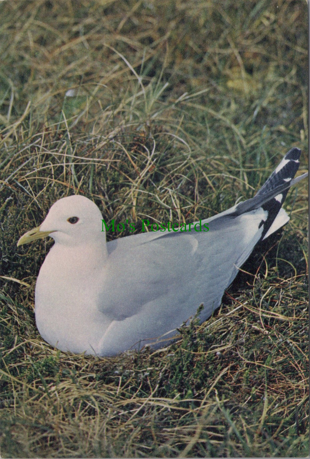 Birds Postcard - Common Gull