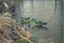 Load image into Gallery viewer, Birds Postcard - The Wildfowl Trust
