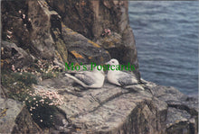 Load image into Gallery viewer, Birds Postcard - Fulmar (Fulmarus Glacialis)
