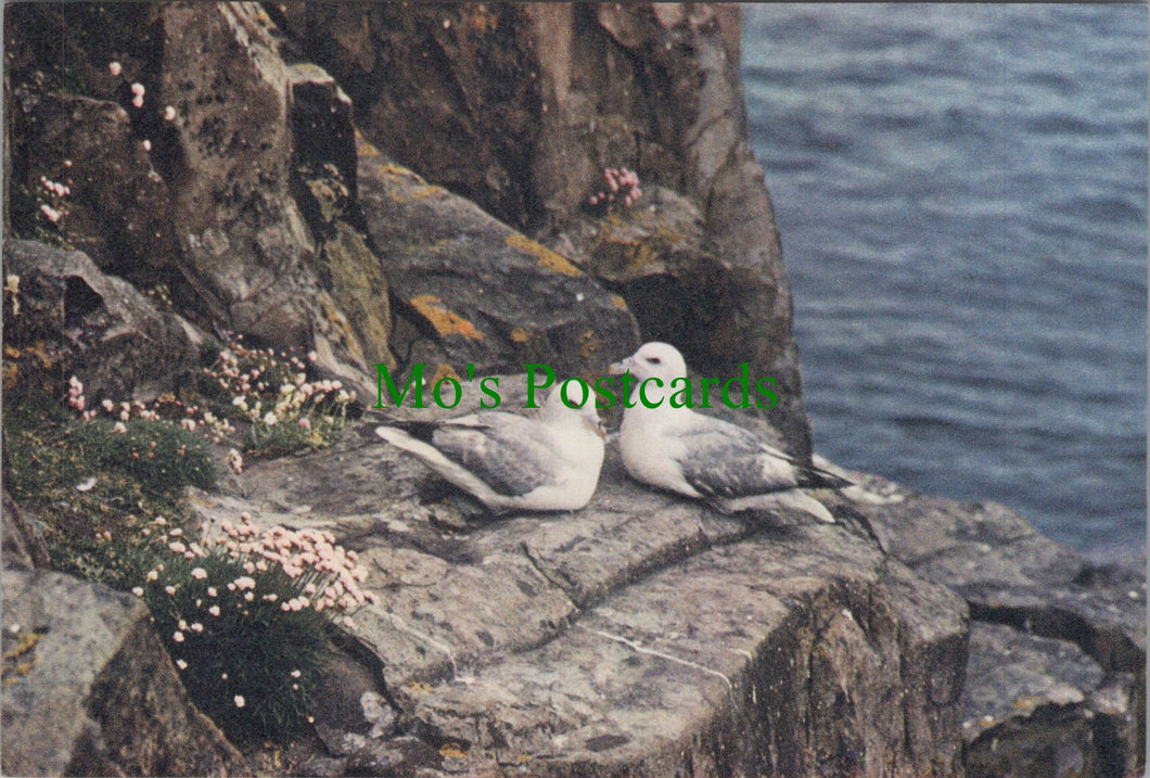 Birds Postcard - Fulmar (Fulmarus Glacialis)