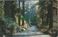 Load image into Gallery viewer, A Forest Highway, Western Washington
