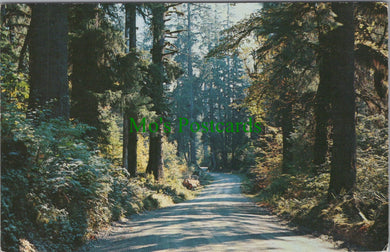 A Forest Highway, Western Washington