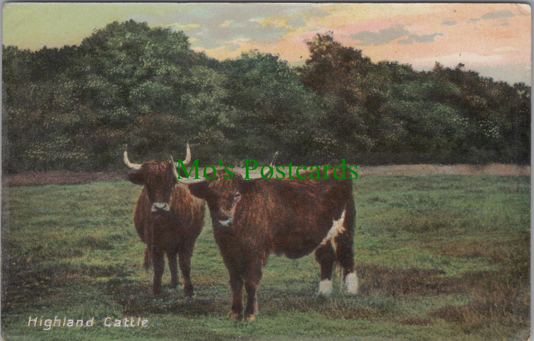 Animals Postcard - Highland Cattle