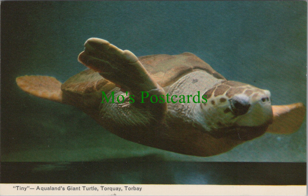 Aqualand's Giant Turtle, Torquay, Torbay