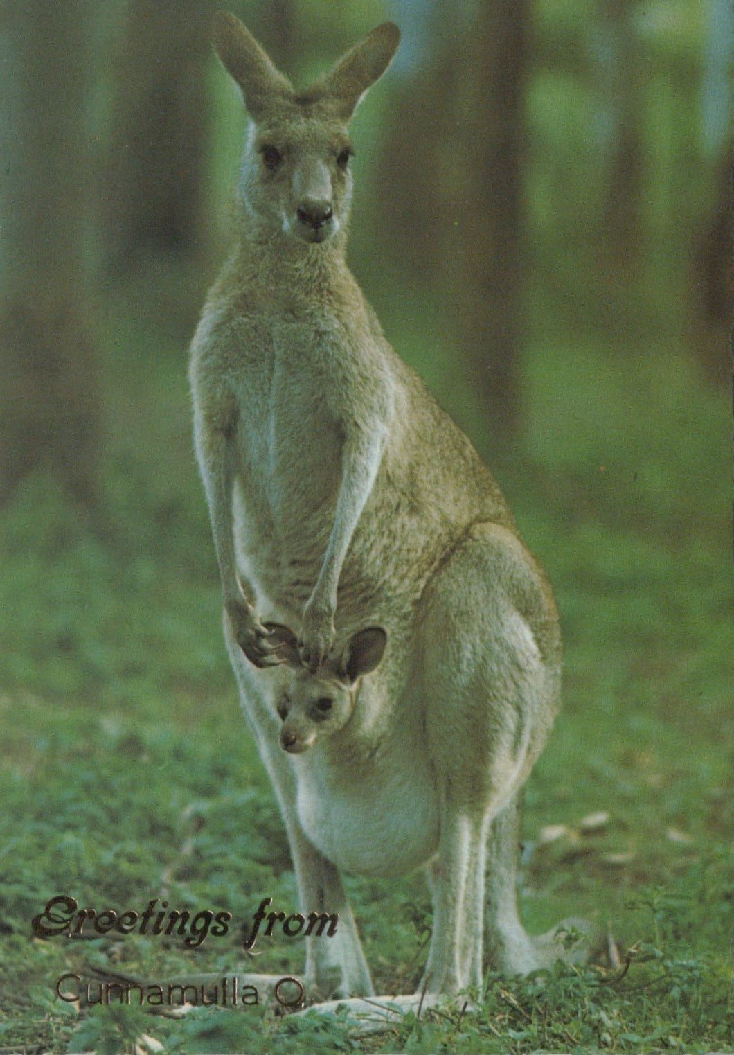 Animals Postcard - Australian Kangaroo With Joey - Greetings From Cunnamulla, Queensland - Mo’s Postcards 