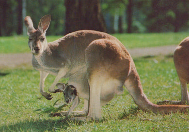 Animals Postcard - Red Kangaroo and Joey, Australia - Mo’s Postcards 