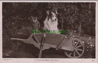 Dog and Cats in a Wheelbarrow