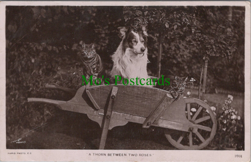 Dog and Cats in a Wheelbarrow