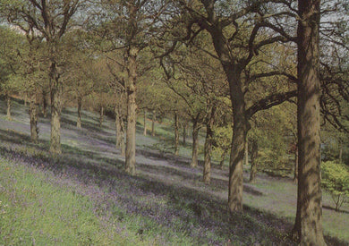 Surrey Postcard - Bluebell Wood, Winkworth Arboretum, Nr Godalming - Mo’s Postcards 