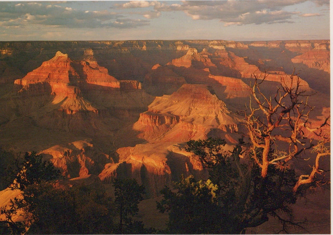 America Postcard - Grand Canyon National Park, Arizona - Mo’s Postcards 