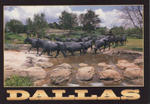 Load image into Gallery viewer, America Postcard - Bronze Monument of Texas Longhorn Steers, The Pioneer Plaza, Dallas - Mo’s Postcards 
