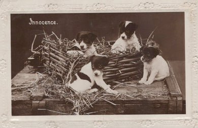 Animals Postcard - Dogs - Four Puppies - Innocence, 1926 - Mo’s Postcards 