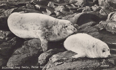 Animals Postcard - Atlantic Grey Seals, Farne Islands, 1964 - Mo’s Postcards 