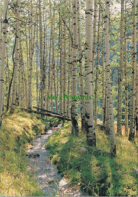 Nature Postcard - Colorado Aspen Trees