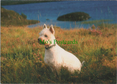 Dogs Postcard - West Highland White Terrier