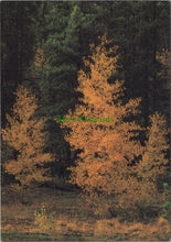 Load image into Gallery viewer, Nature Postcard - Aspen Tree in its Fall Glory
