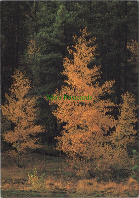 Nature Postcard - Aspen Tree in its Fall Glory