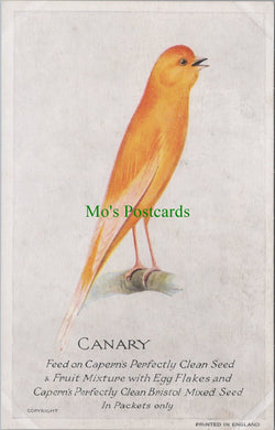 Birds Postcard - Canary - Capern